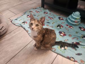 Chloe, Adult Female unknown