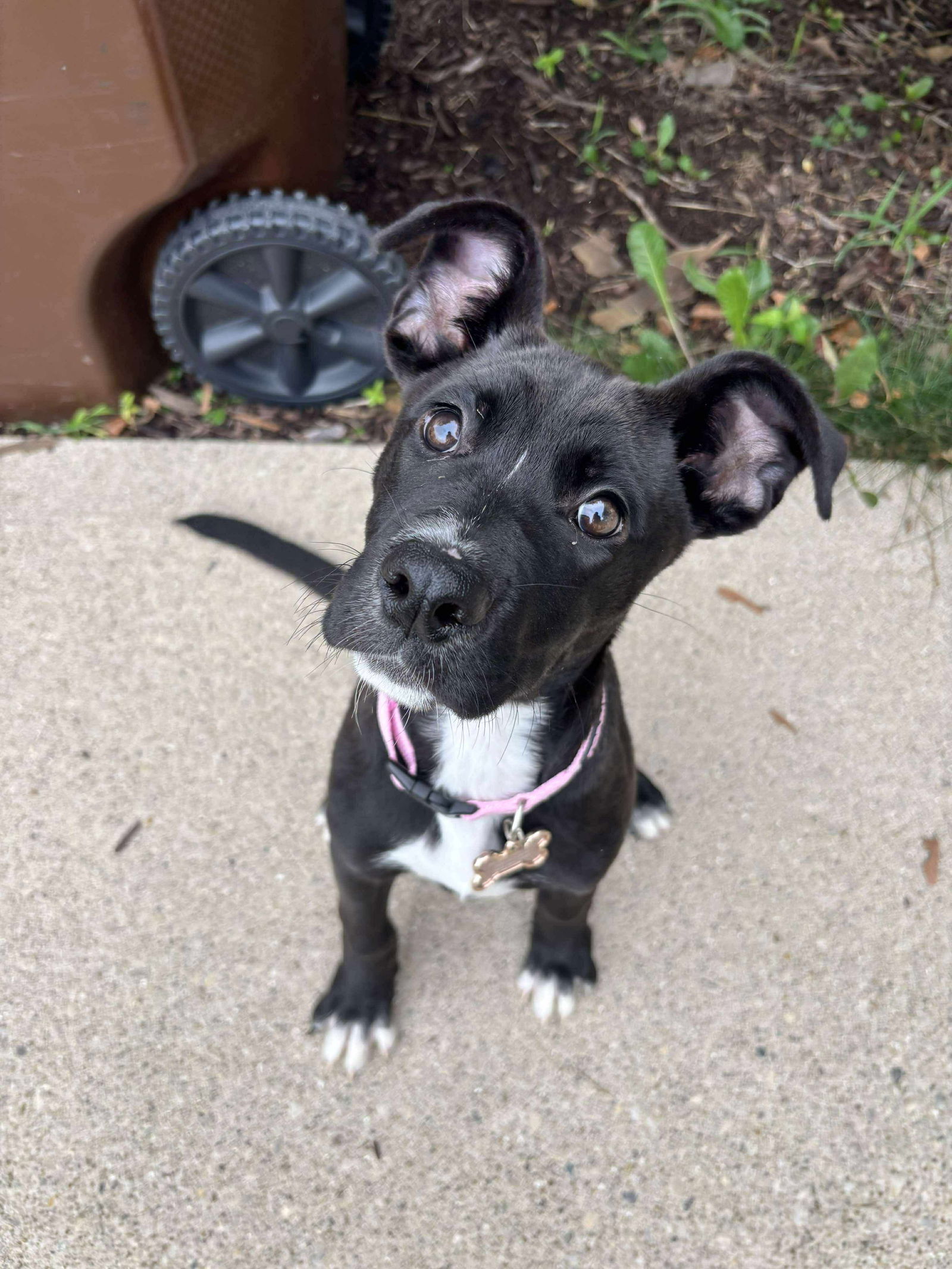 Zola