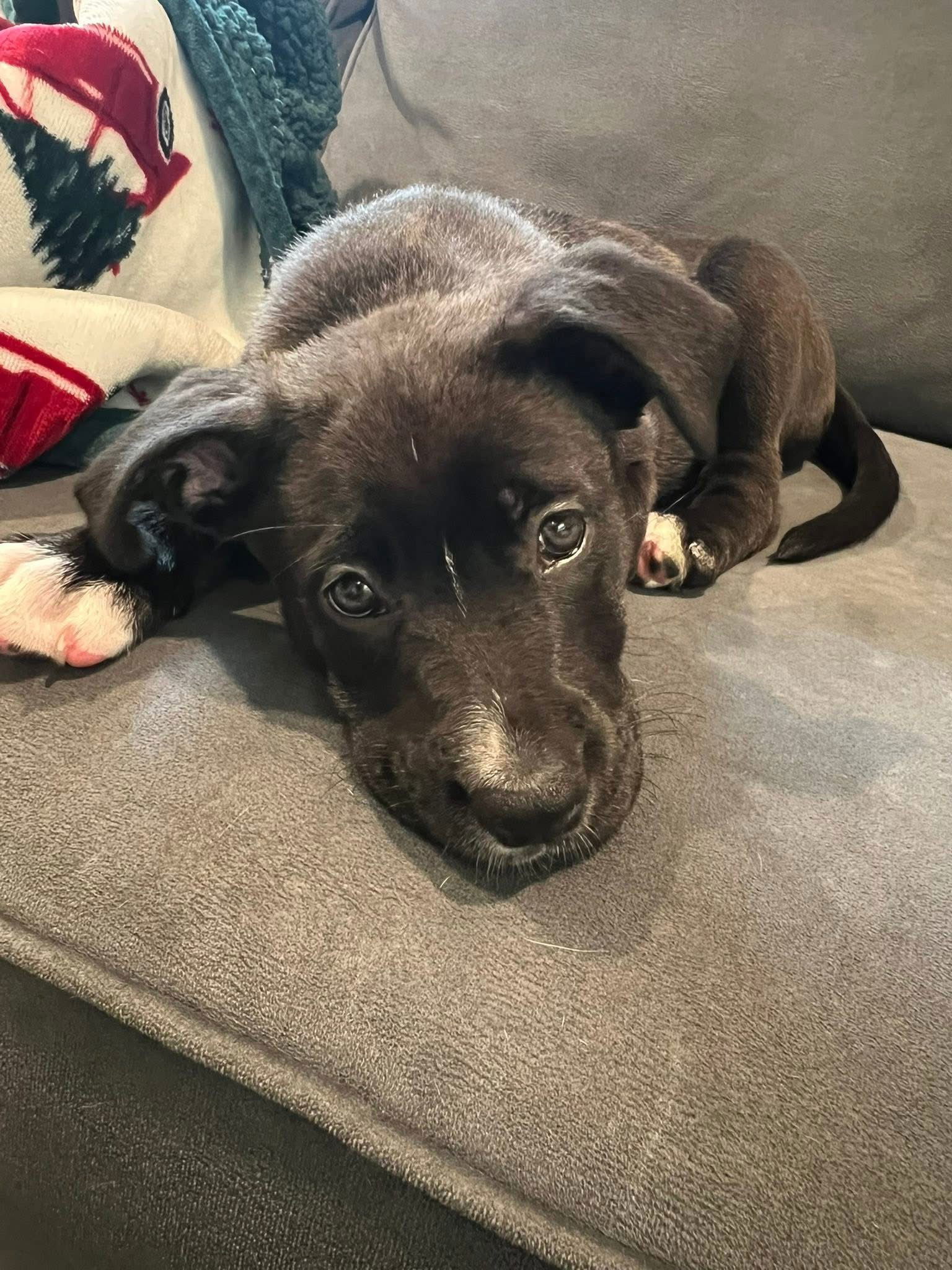 Zola