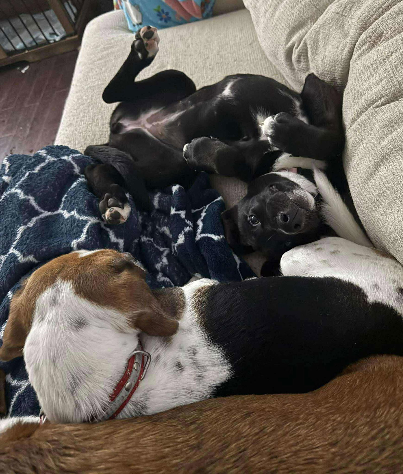 Zola