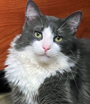 Buffalo Bill Cody, Adult Male Domestic Long Hair