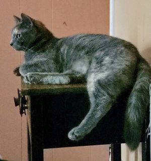 Empress, Adult Female unknown
