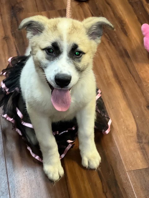 Great Pyrenees mix pups, an adoptable Great Pyrenees, Samoyed in Mount Laurel, NJ, 08054 | Photo Image 1