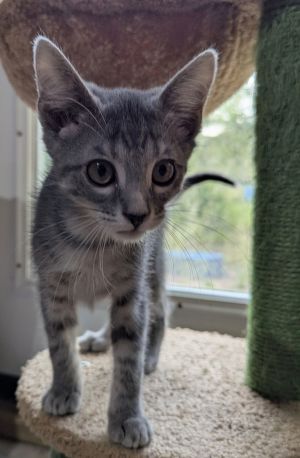 Frosty, Baby Female Domestic Short Hair