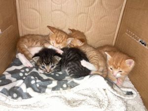 Saffron, Spice, Curry & Pepper Tabby Cat