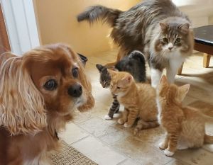 Do you love snuggly quick to purr lap-loving sometimes often  kitties Then