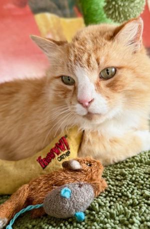 Tom Jones - Experienced Companion Tabby Cat