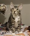 Cinder photo 1