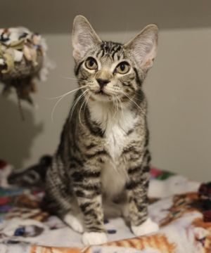Cinder, Baby Male unknown