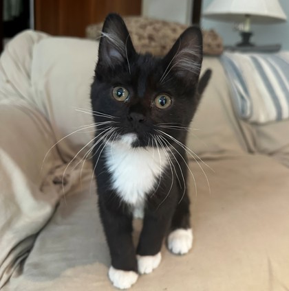 Seraphina