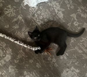 Hope, Baby Female Domestic Short Hair