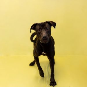 Primary Color Black Weight 59lbs Age 1yrs 0mths 1wks Animal has been Neutered