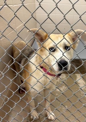 Primary Color White Secondary Color Grey Weight 53lbs Age 2yrs 0mths 0wks