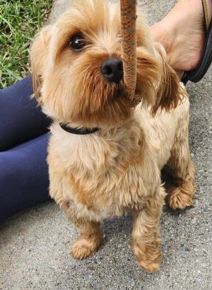 Primary Color Blonde Weight 14lbs Age 7yrs 0mths 0wks