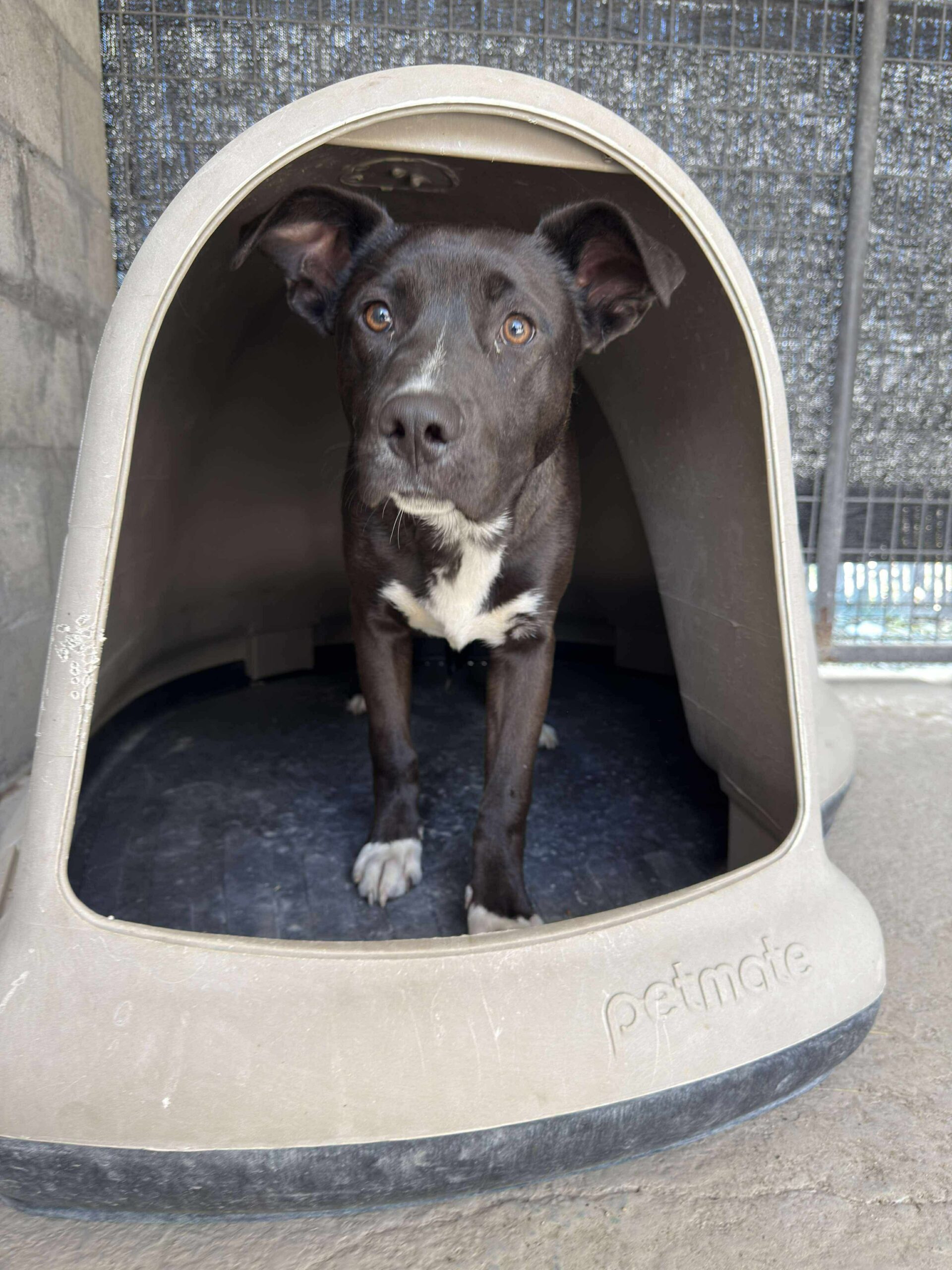 Murphy, an adoptable Black Labrador Retriever, Pit Bull Terrier in Dillon, MT, 59725 | Photo Image 1