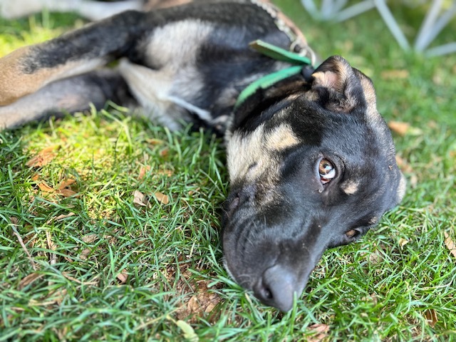 Apollo