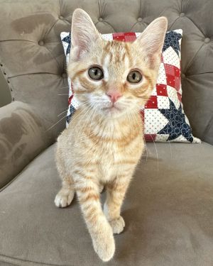 Colby, Young Male unknown