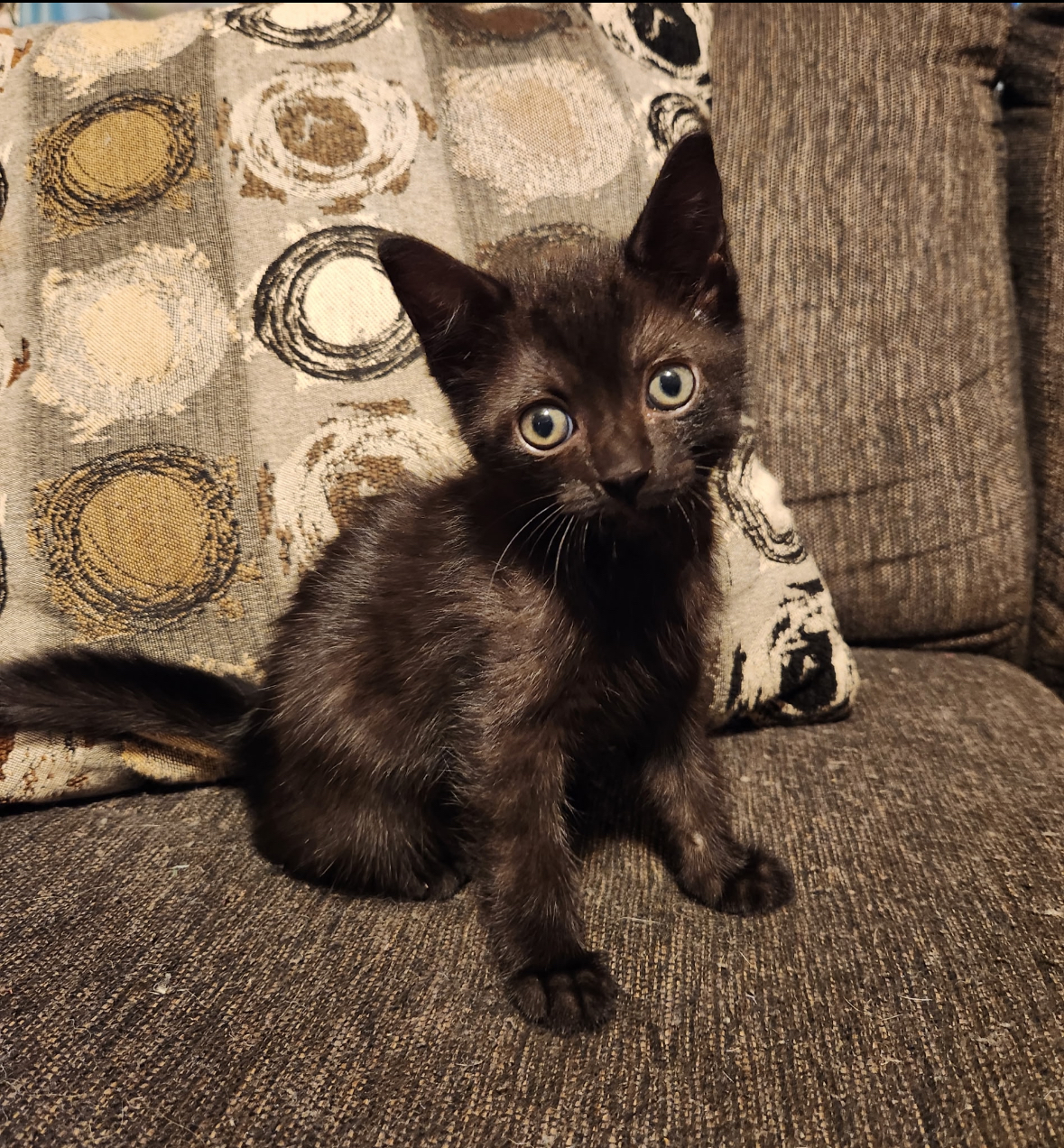 McQueen, an adoptable Domestic Short Hair in Sullivan City, TX, 78595 | Photo Image 1