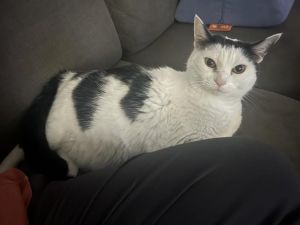 She can be incredibly affectionate-nuzzling into you curling up in your lap and showing her softer
