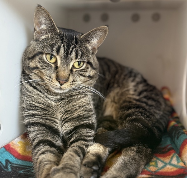 Marvin, an adoptable Domestic Short Hair in Sheboygan, WI, 53083 | Photo Image 1