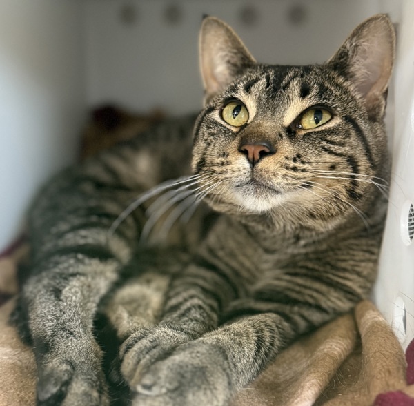 Marvin, an adoptable Domestic Short Hair in Sheboygan, WI, 53083 | Photo Image 2