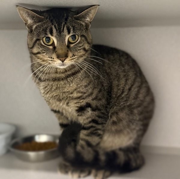 Marvin, an adoptable Domestic Short Hair in Sheboygan, WI, 53083 | Photo Image 3