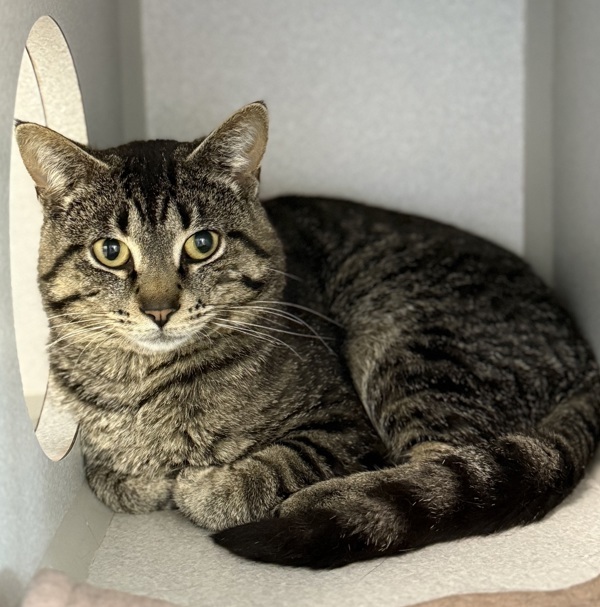 Marvin, an adoptable Domestic Short Hair in Sheboygan, WI, 53083 | Photo Image 4