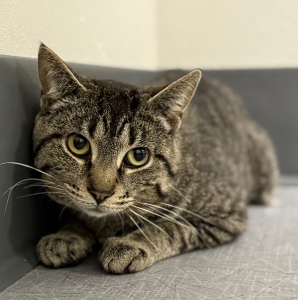 Marvin, an adoptable Domestic Short Hair in Sheboygan, WI, 53083 | Photo Image 5