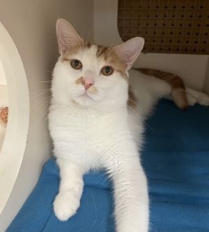 Mufasa, Adult Male Domestic Short Hair
