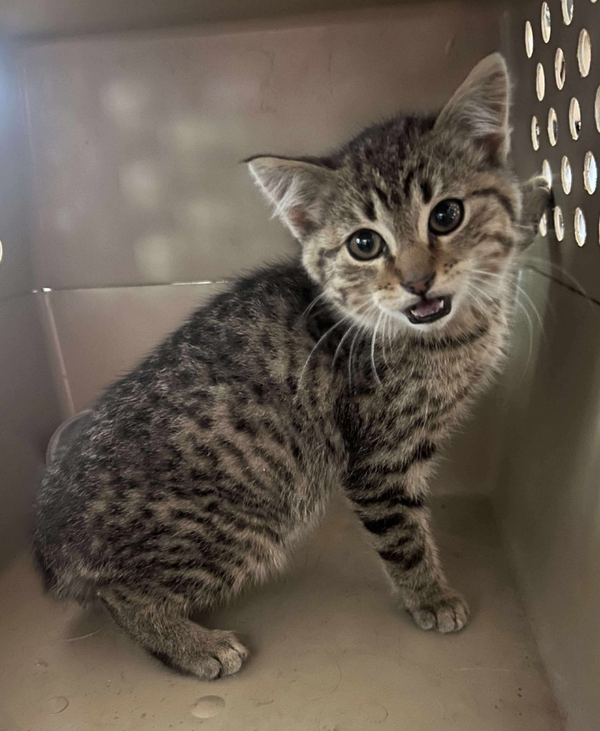 Hobbes, an adoptable Domestic Short Hair in Cloquet, MN, 55720 | Photo Image 1