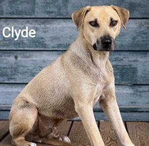 Clyde