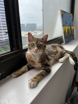 Shyla, Young Female Domestic Short Hair