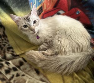 Anastasia Domestic Long Hair Cat