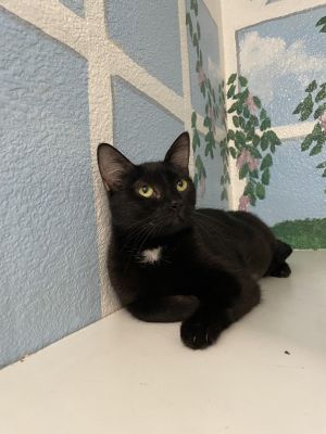 Cherry Domestic Short Hair Cat