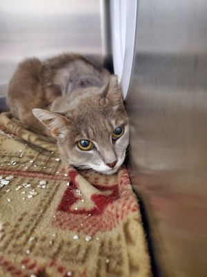 2025-06-198 &#34;Terry, Adult Female Domestic Short Hair