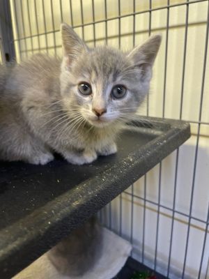 Aria, Baby Female Domestic Short Hair