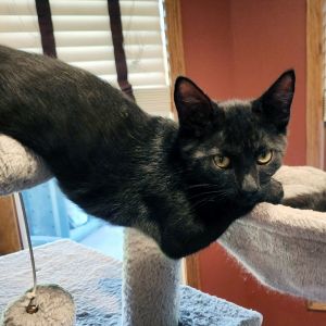 Twix, Baby Male Domestic Short Hair