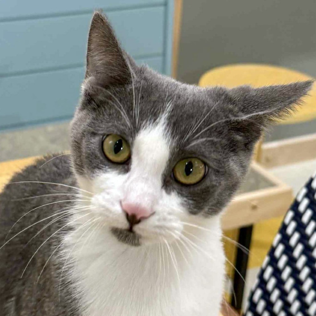 Glenn, an adoptable Domestic Short Hair in Wichita, KS, 67208 | Photo Image 1