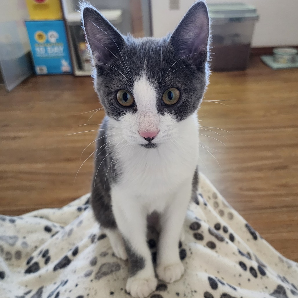 Glenn, an adoptable Domestic Short Hair in Wichita, KS, 67208 | Photo Image 2