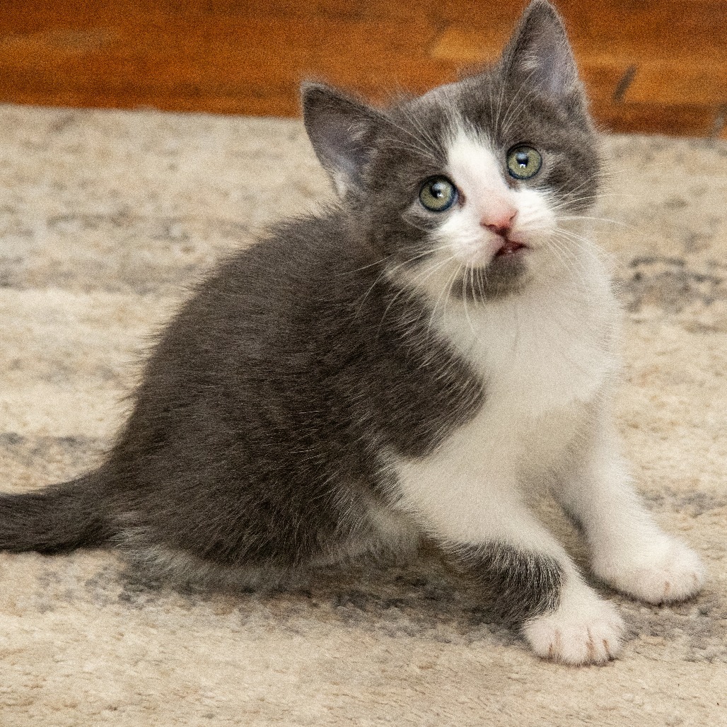 Glenn, an adoptable Domestic Short Hair in Wichita, KS, 67208 | Photo Image 3