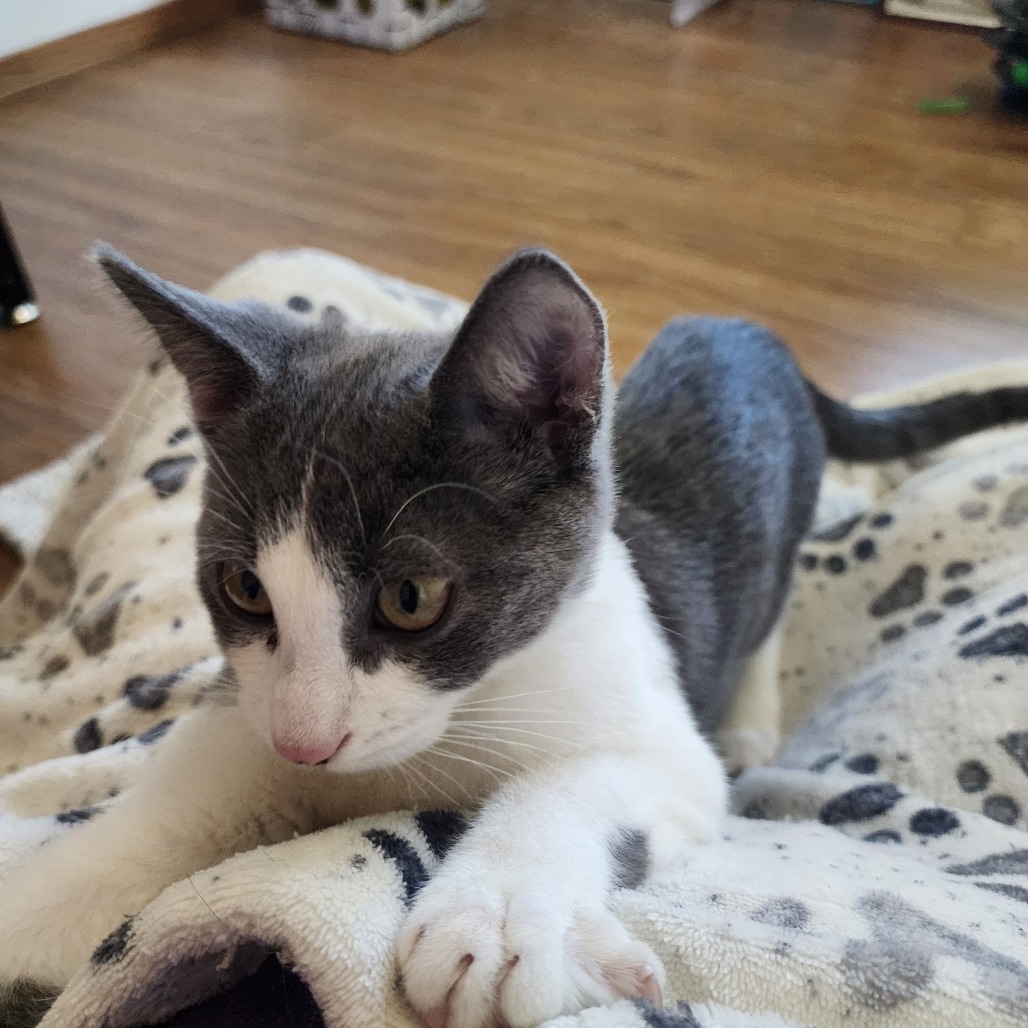 Glenn, an adoptable Domestic Short Hair in Wichita, KS, 67208 | Photo Image 3