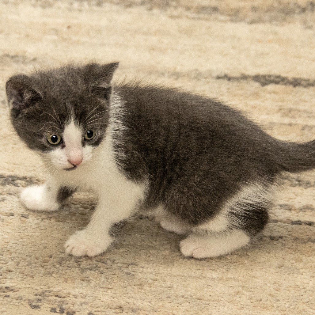 Glenn, an adoptable Domestic Short Hair in Wichita, KS, 67208 | Photo Image 4