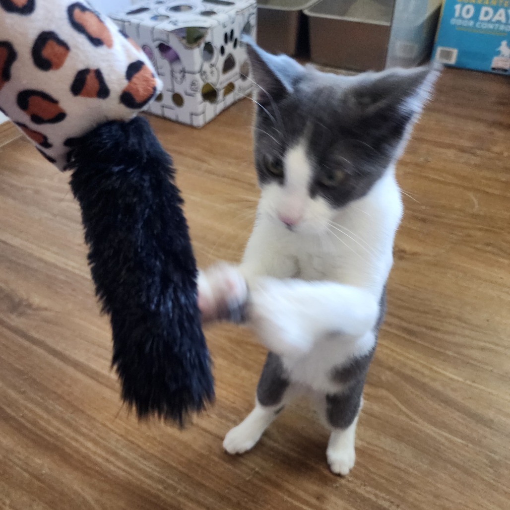 Glenn, an adoptable Domestic Short Hair in Wichita, KS, 67208 | Photo Image 4