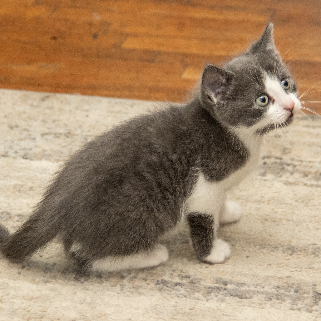Glenn, an adoptable Domestic Short Hair in Wichita, KS, 67208 | Photo Image 5