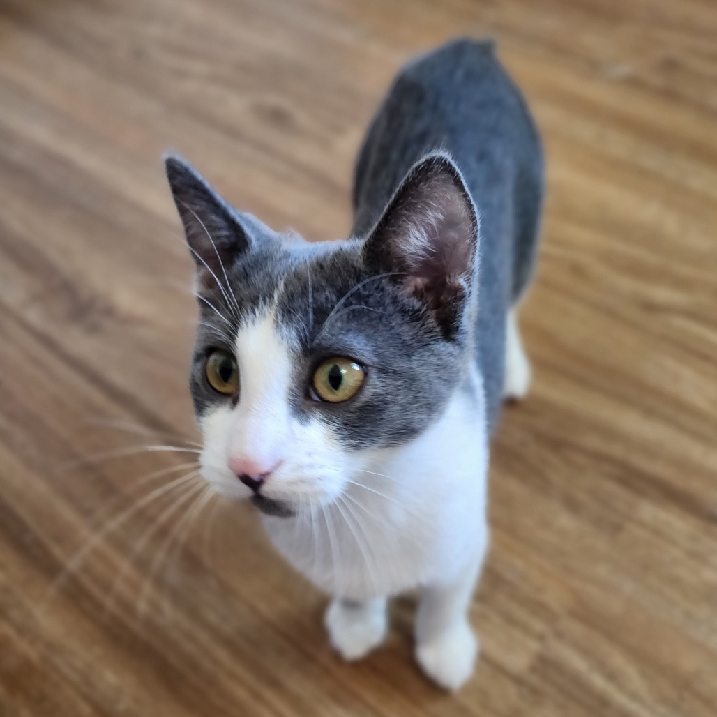 Glenn, an adoptable Domestic Short Hair in Wichita, KS, 67208 | Photo Image 5