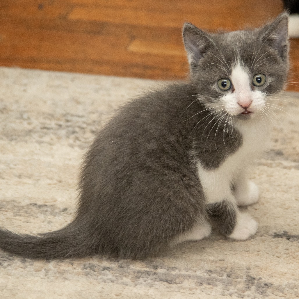 Glenn, an adoptable Domestic Short Hair in Wichita, KS, 67208 | Photo Image 6