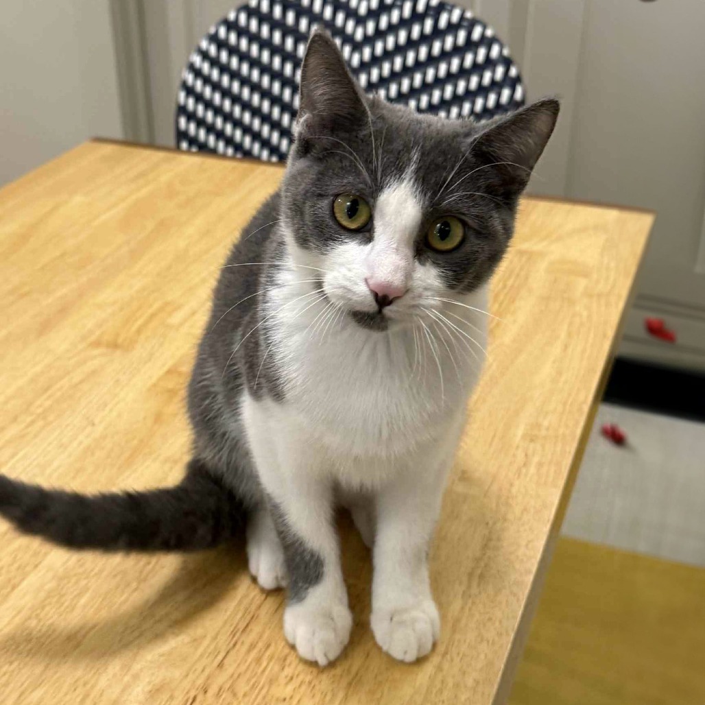 Glenn, an adoptable Domestic Short Hair in Wichita, KS, 67208 | Photo Image 6