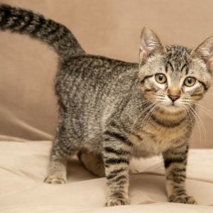 Flapjack, Baby Male Domestic Short Hair