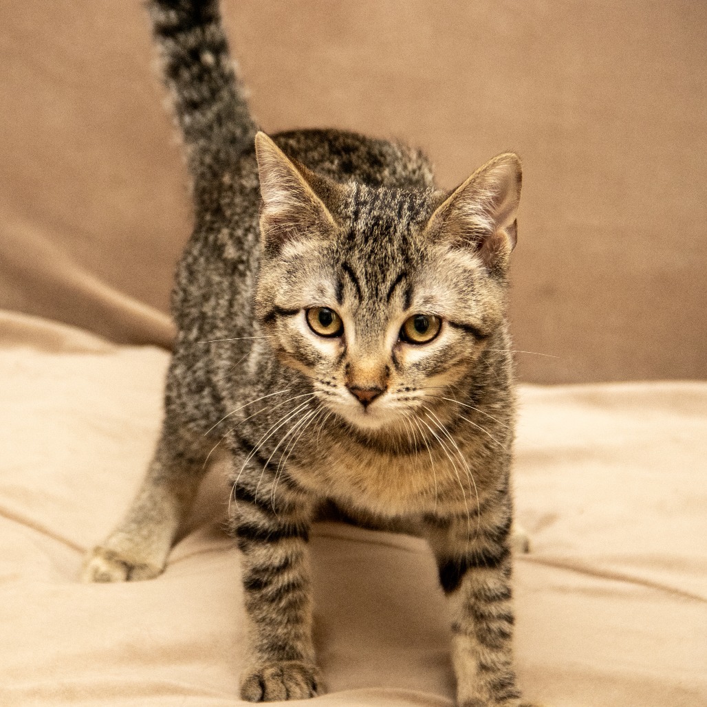 Flapjack, an adoptable Domestic Short Hair in Wichita, KS, 67208 | Photo Image 2
