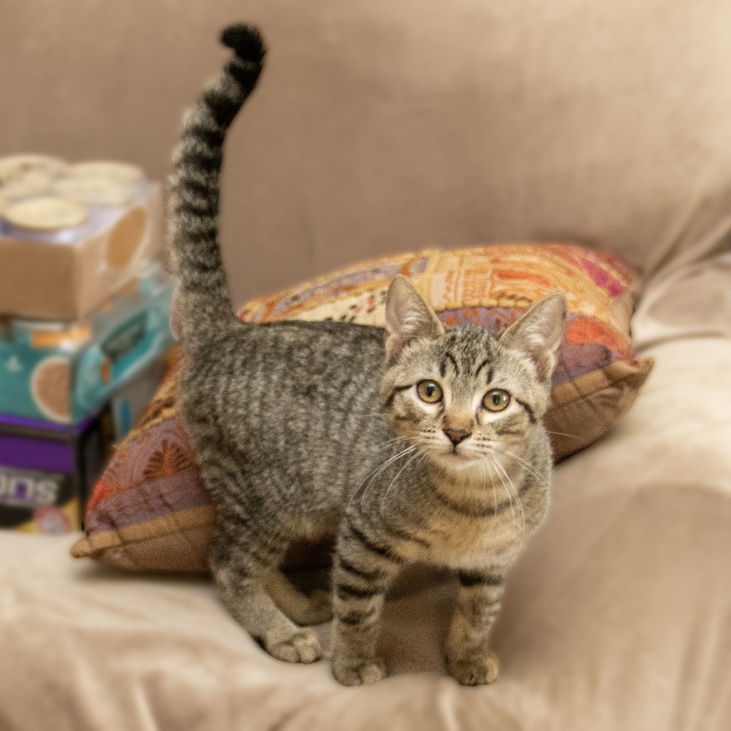 Flapjack, an adoptable Domestic Short Hair in Wichita, KS, 67208 | Photo Image 3